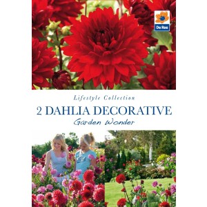 Dahlia Decorative Garden Wonder