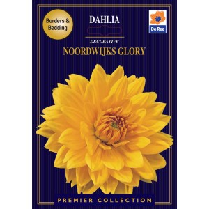 De Ree Dahlia Decorative Noordwiijks Glory (2 bulbs)