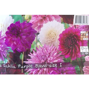 De Ree Dahlia Purple Blend (3 Bulbs)