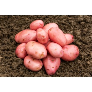 Desiree Seed Potatoes