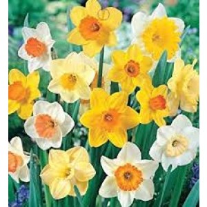 Jamieson Brothers® Dwarf Daffodil Bulbs - Mixed (25 bulbs)