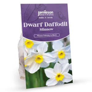Jamieson Brothers® Dwarf Daffodil Bulbs - Minnow (25 bulbs)