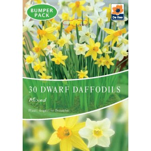 De Ree Dwarf Daffodil Bulbs Mixed (30 Bulbs)