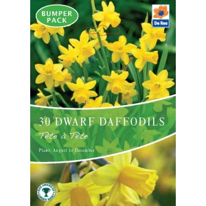 De Ree Dwarf Daffodil Bulbs Tete a Tete (30 Bulbs)