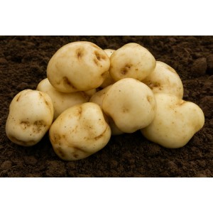 Epicure Seed Potatoes