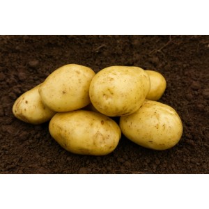 Estima Seed Potatoes