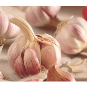 De Ree Garlic Bulbs Pink Germidour - 2 pieces