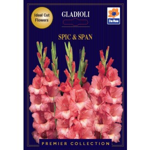 De Ree Gladioli Spic and Span (12 bulbs)