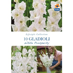 Gladioli White Prosperity 