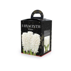 De Ree Hyacinth Bulbs White - Boxed Gift 3 Bulbs size 15/16