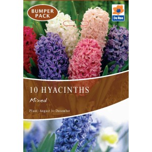 De Ree Hyacinth Bulbs Mixed (10 Bulbs)