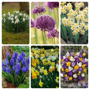 Jamieson Brothers® Spring Flowering Mix  (Approx.165 Bulbs )