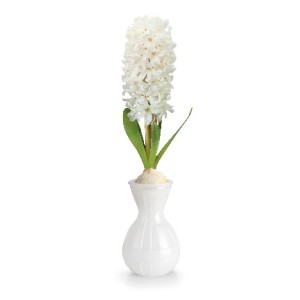 Hyacinth Bulb Carnegie Size 15/16 (1Bulb) comes with White Glass Vase