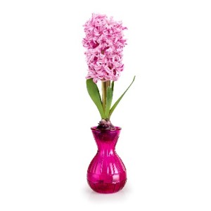 Hyacinth Bulb Pink Pearl Size  15/16 (1Bulb) comes with Pink Glass Vase