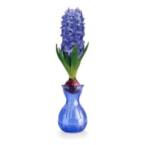 Hyacinth Bulb Delft Blue Size 15/16 (1Bulb) comes with Blue Glass Vase