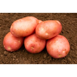 Kerrs Pink Seed Potatoes