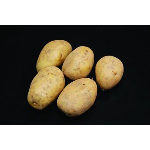 Lady Christl Seed Potatoes