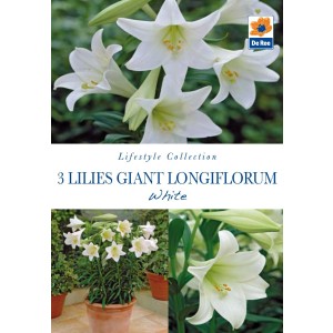 Lilies Giant Longiflorum White