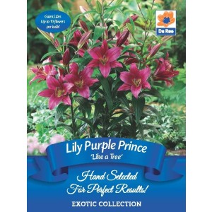 Lily Purple Prince