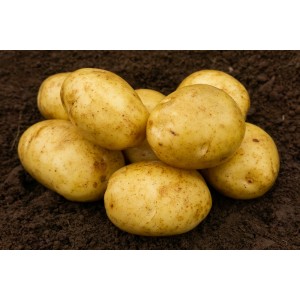 Marfona Seed Potatoes