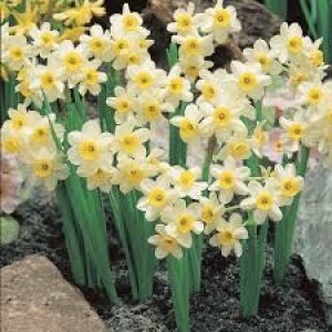 Jamieson Brothers® Dwarf Daffodil Bulbs - Minnow (25 bulbs)