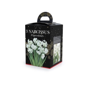 Narcissus Paperwhite (3 bulb) - Gift Box