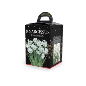 De Ree Daffodil Narcissus Paperwhites bulbs - Boxed Gift 3 Bulbs Size 15/16