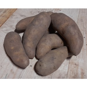 Ratte Seed Potatoes