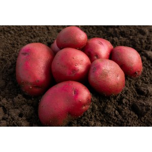 Red Duke of York Seed Potatoes