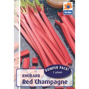 De Ree Rhubarb Crown Red Champagne - 1 Bulb