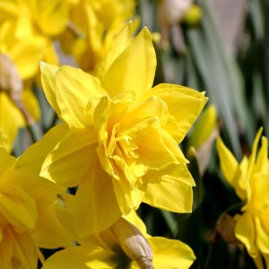 Jamieson Brothers® Golden Ducat Daffodil (20 Bulbs)