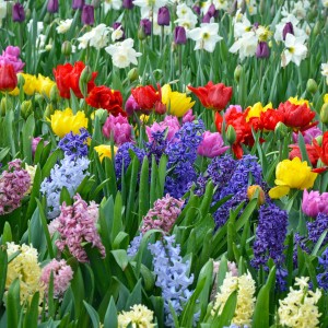 Mega Spring Flowering Bulbs (Approx. 1000 Bulbs ) Mix by Jamieson Brothers®
