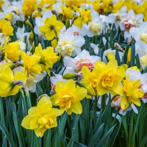 Jamieson Brothers® Tall Mixed Daffodils (30 bulbs)