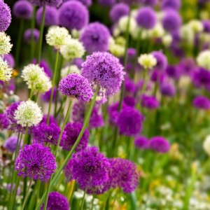 Jamieson Brothers® Allium Bulbs - Purple and White (12 bulbs)
