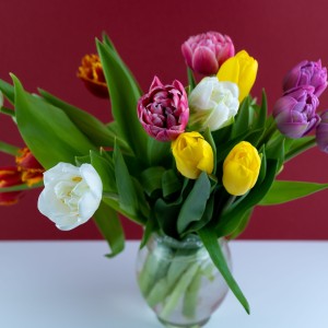 Jamieson Brothers® Double Mixed Tulips (18 bulbs)