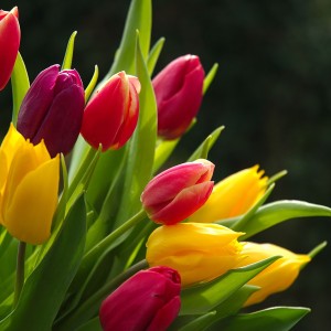 Jamieson Brothers® Tall Mixed Tulip Bulbs (20 bulbs)
