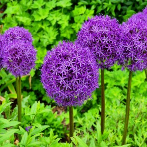 Jamieson Brothers® Allium Bulbs - Purple Sensation (12 bulbs)