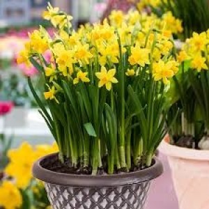 Jamieson Brothers® Dwarf Daffodil Bulbs - Tete a Tete (25 bulbs)