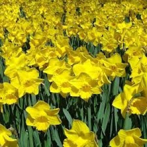Jamieson Brothers® Yellow Trumpet Daffodil (30 bulbs)