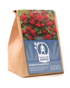 Begonia pendula red (2 Bulbs)