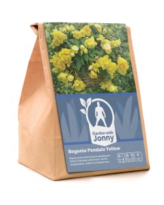 Begonia pendula yellow (2 Bulbs)