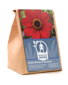 Dahlia Bishop of Auckland (1 Bulb)