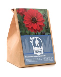 Dahlia Bishop of Llandaff (1 Bulb)