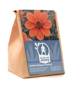 Dahlia Bishop of Oxford (1 Bulb)