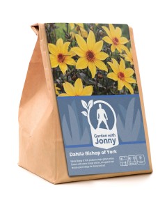 Dahlia Bishop of York (1 Bulb)