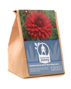 Dahlia Decorative Burning Love (1 Bulb)