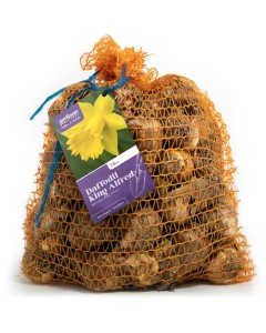 King Alfred Daffodil Bulbs 15Kg (Approx. 300 Bulbs) by Jamieson Brothers 