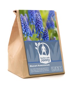 Garden with Jonny Muscari Armeniacum 30 Bulbs