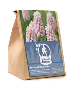 Garden with Jonny Muscari Pink Sunrise 10 Bulbs