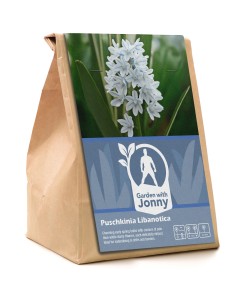 Garden with Jonny Puschkinia Libanotica 50 Bulbs